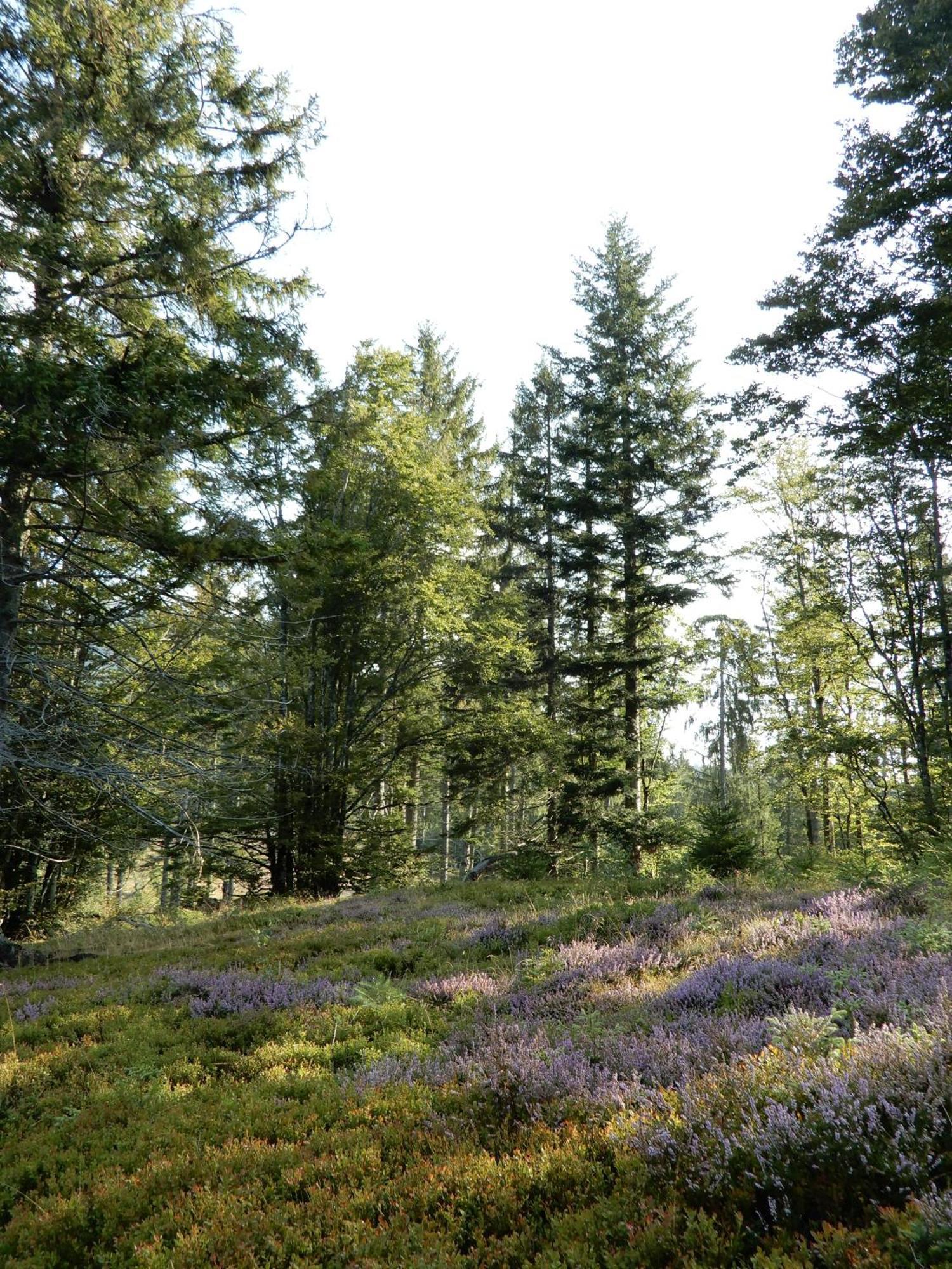 Gartenferienhaus "Annaluise" Schonau im Schwarzwald Ngoại thất bức ảnh