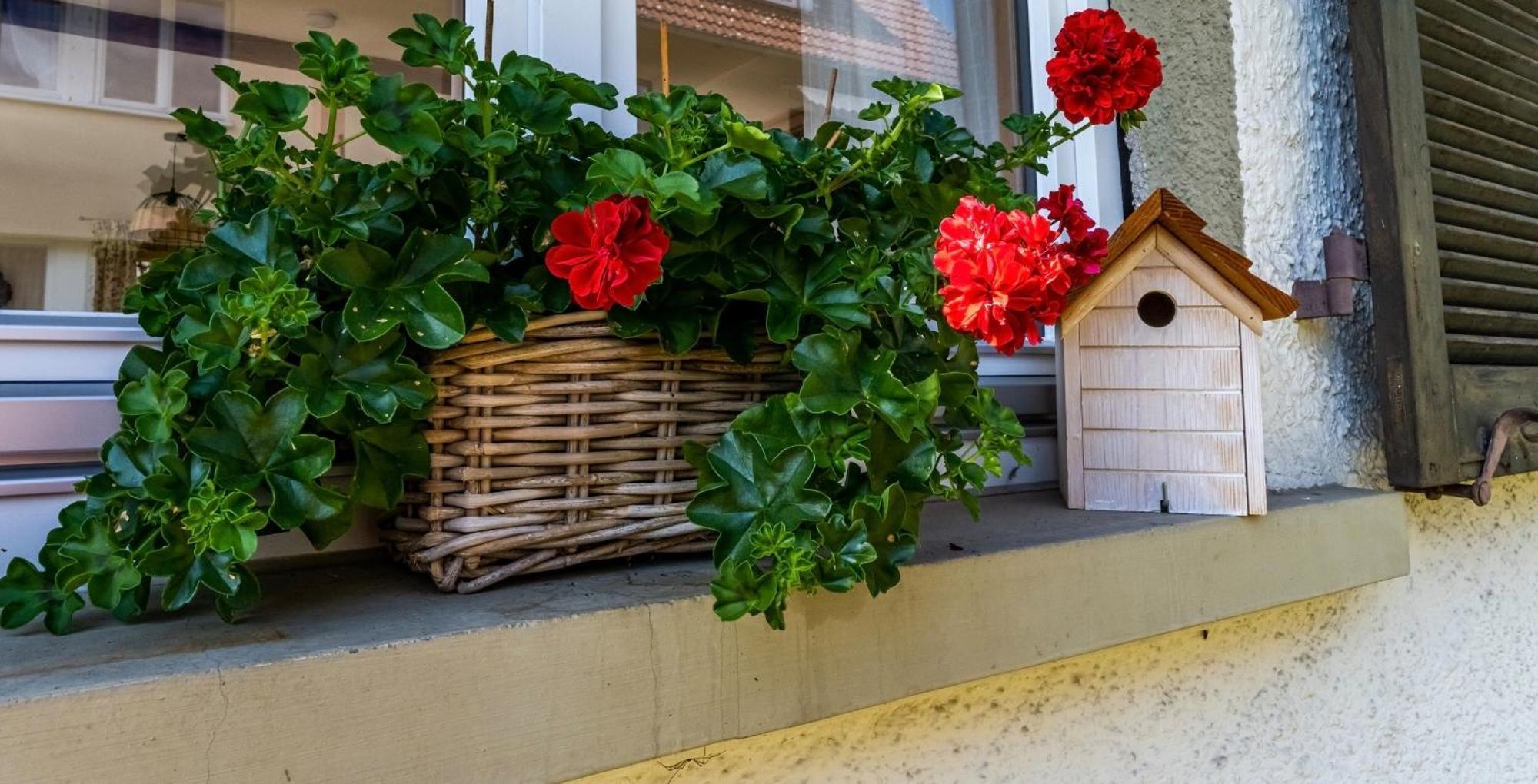 Gartenferienhaus "Annaluise" Schonau im Schwarzwald Ngoại thất bức ảnh